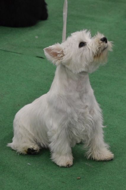 du Moulin de la Seigneurie - Java meilleur de race Puppy à Angers le 29 mars 2015