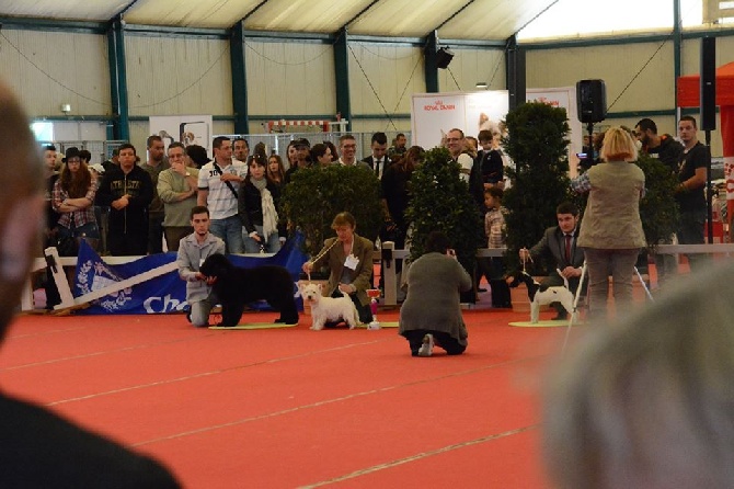 du Moulin de la Seigneurie - Java à Châteauroux 1ère sur le ring d'honneur