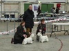  - ALDO REMPORTE LE CAC CACIB MEILLEUR DE RACE A NIORT