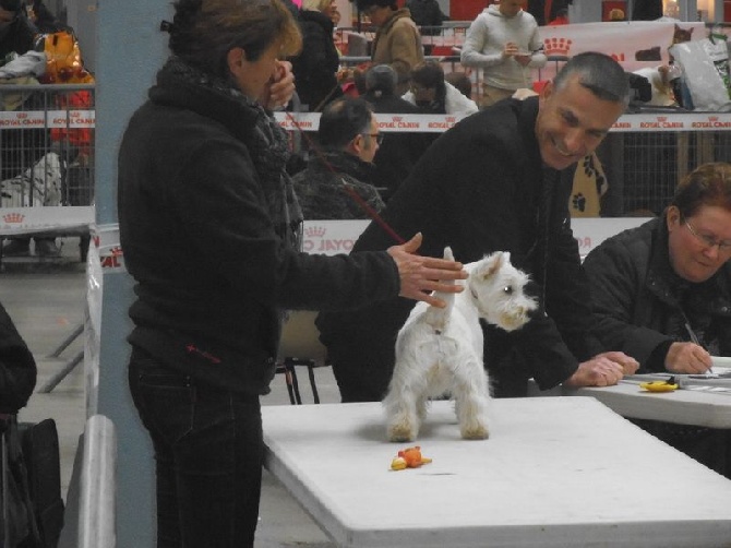 du Moulin de la Seigneurie - JAVA 1ère expo à Niort le 15 fevrier 2015 Meilleur de race Baby