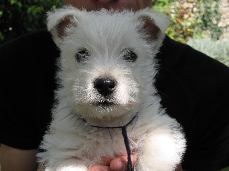 WESTIES     SOUVENIRS.......Bébés nés à l'élevage.......