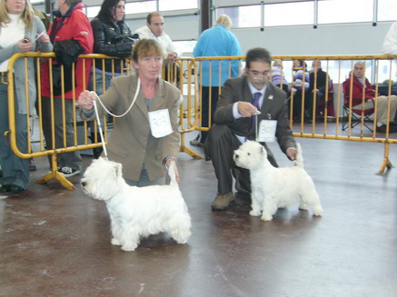 Expositions Canines